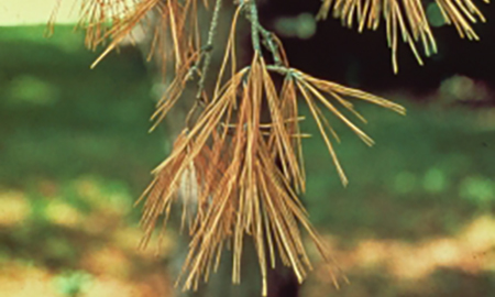 A branch of a pine tree with dried brown pine needles.