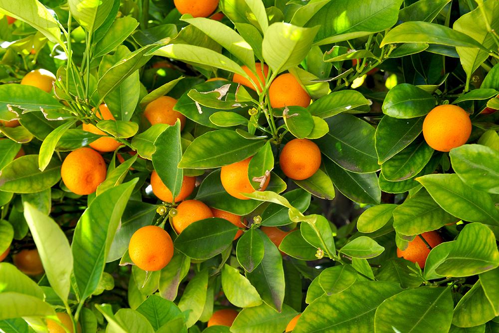 A sweet outcome for the citrus industry - DAFF