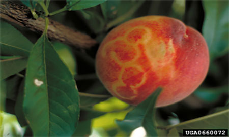 A round reddish-orange fruit surrounded by dark green leaves. The fruit has yellow circular lines on the surface.