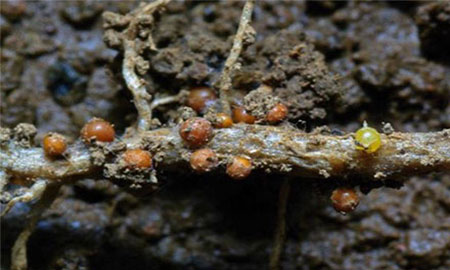 A silvery-brown plant root with about 10 brown spheres and one yellow sphere attached, in brown soil.