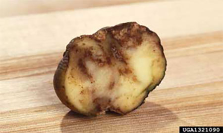 A potato cut in half with brown blotches, sitting on a wooden table.