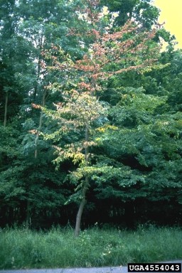 A tree with green, brown and yellow leaves with grass in the foreground.