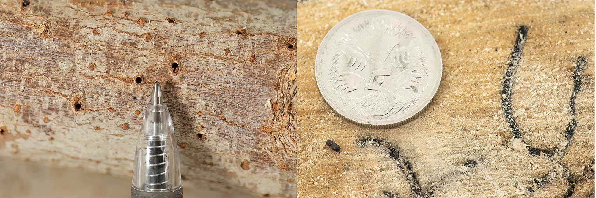 On the left A ballpoint pen points between 2 holes in a tree caused by a Polyphagus shot hole borer. On the right, A five cent coin next to a Polyphagus shot hole borer on the cut timber of a maple tree.