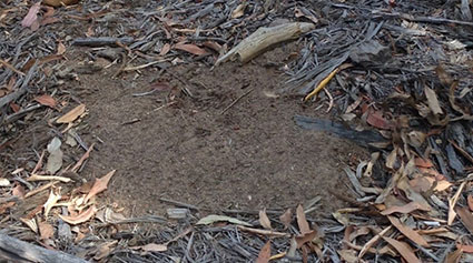 A clearing showing brown soil amongst thick leaf and stick litter.