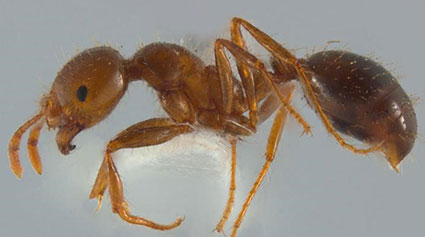 A brown ant with a darker abdomen and fine hairs. The background is grey.