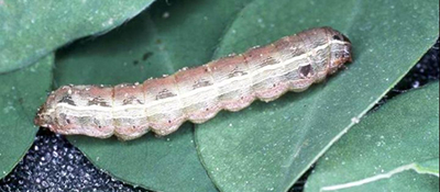 A stripy brown, cream and pink caterpillar on a green leaf.