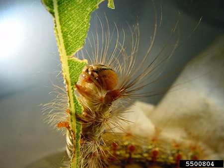 Asian spongy moth larvae on a green leaf