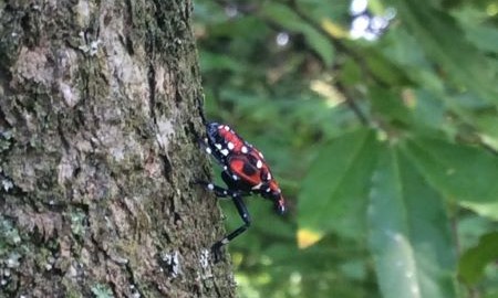 A red and black instect with white spots sits on a tree trunk with green leaves in the background.