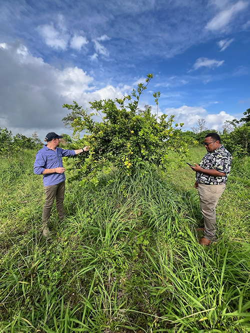 Image of two people standing in a field inspecting a lime tree