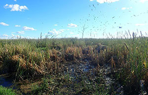 Straw-necked ibis seen nesting in cumbungi during onground surveys undertaken by NSW National Parks and Wildlife Service (NPWS) and the Commonwealth Environmental Water Office (CEWO) in January 2022. 