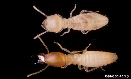 Two creamy coloured termites, one with a brown head, pincers and antennae, on a black background.