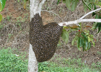 A dark brown mass of bees hanging from the trunk and branch of a tree.