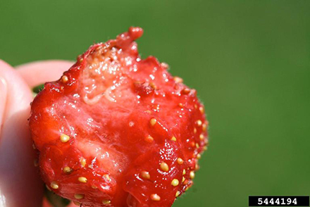 Fingers hold a bright red strawberry that has been half eaten by the small white grubs inside.