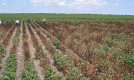 Many rows of green and brown plants under a blue sky with small clouds. Several people are walking between the rows.