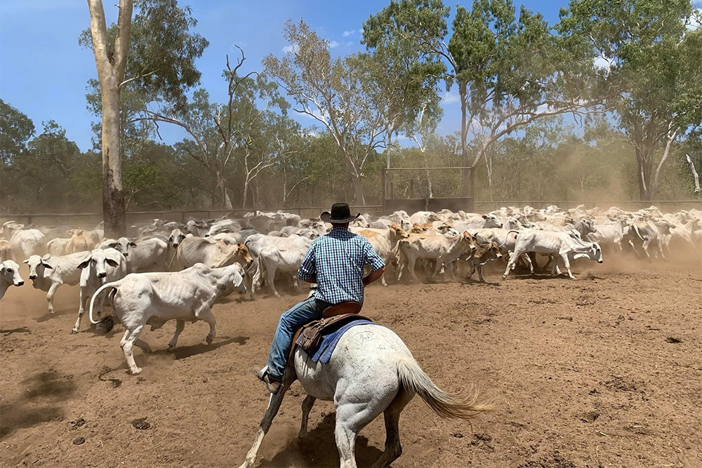 Image of a person on horseback mustering cattle.