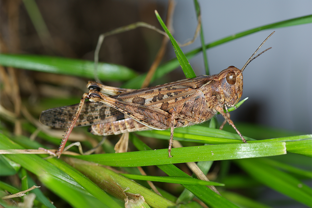 Image of a locust on a green plant stalk