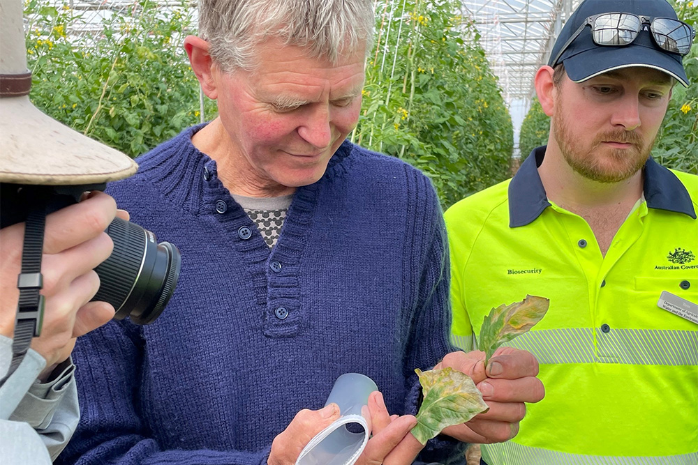 Image of people examining tomato leaves