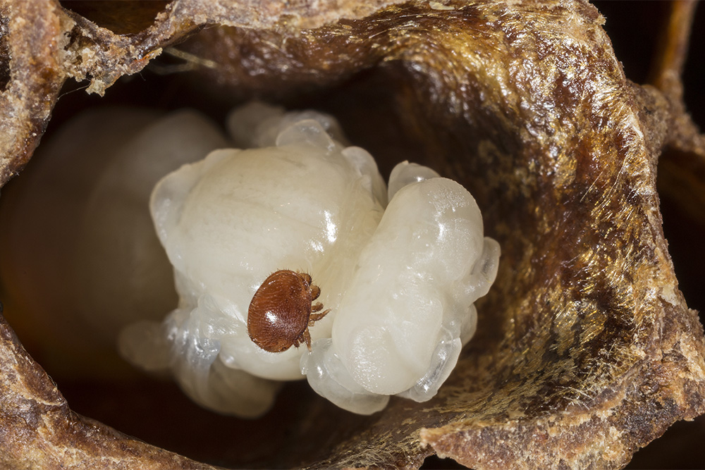 Close up image of a varroa mite