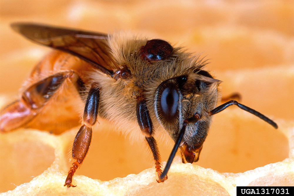 Image of a bee with a growth on its back