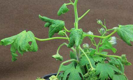 A green plant with distorted leaves in a black pot on a brown background.