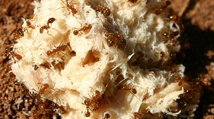 Many small brown ants climbing over light coloured cooked tuna on a soil background.