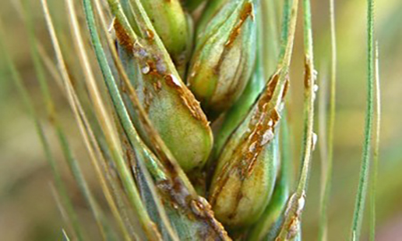 Close up of a grass-like head of wheat with shiny brown splotches.