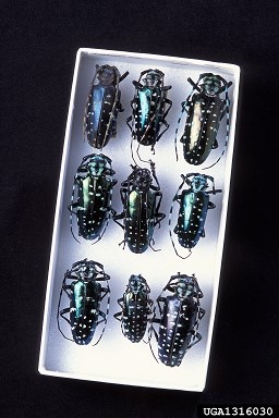 Nine black beetles with white spots in a white display case on a black background.