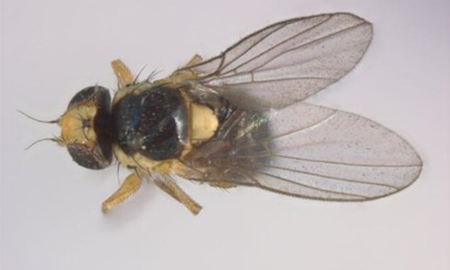 A black fly-like hairy insect with yellow eyes and a yellow spot on its body and transparent wings on a grey background.