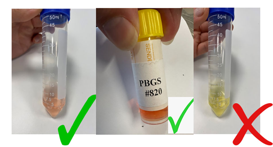 The image on the left shows the correct colour of thawed PBGS sourced from ACDP. The middle image shows the correct colour of thawed PBGS sourced from EMAI. The image on the right shows discoloured thawed PBGS which must be discarded