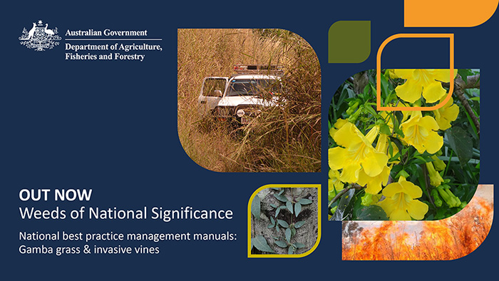 DAFF Flyer with text "OUT NOW: Weeds of National Significance: National best practice management manuals: Gamba grass and invasive vines"