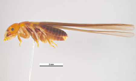 A brown insect with an orange head and long, brown wings is impaled on a needle.