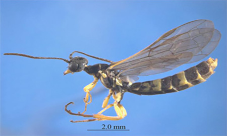 A black and yellow wasp-like insect with greyish wings and long antennae on a blue background.