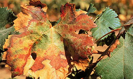 Close up of a grape leaf coloured orange, red, brown and green.