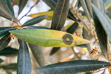 Xylella is a devastating plant disease—one of more than 40 threatening pests and diseases on the National Priority List.