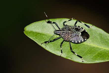 Blackish-brown beetle shaped like a shield with pale yellow patches around the edge of the abdomen and a central yellow stripe from the front of the head to the middle. Lower-leg segments have a pale band about midway as do the long antennae.