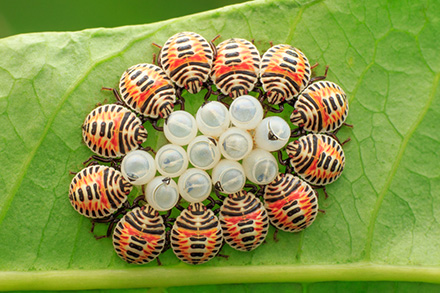 A group of small black, white and orange stripped beetles surrounding a group of white insect eggs on a green leaf.