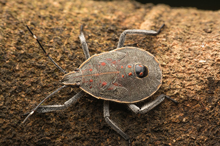 Grey and/or brown bug with orange spots walking on a brown tree trunk.