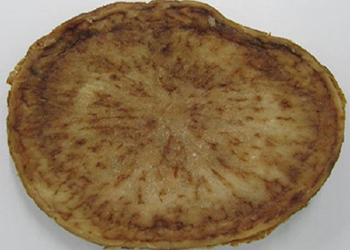 A creamy-yellow potato cut in half showing brown lines radiating out from the centre.