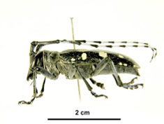 Image of Asian longhorn beetle