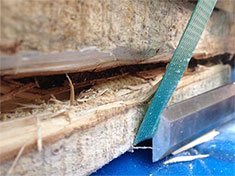 Timber pallet showing damage and longhorn beetle larva in situ