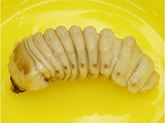 Asain longhorn beetle larva