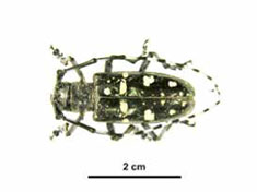 Image of Asian longhorn beetle