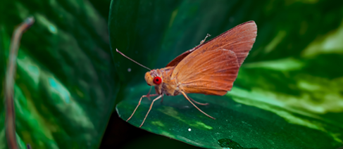 Image of banana skipper butterfly