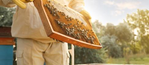 A beekeeper with gloves holds a frame above the hive with bees and honey on it, checking the colony health.