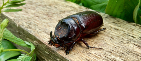 Image of coconut rhinoceros beetle