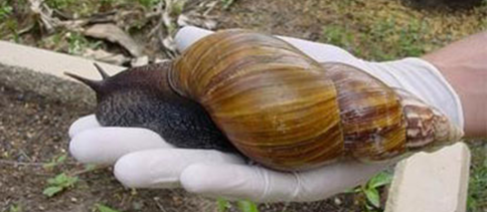 Image of giant African snail resting on a gloved hand