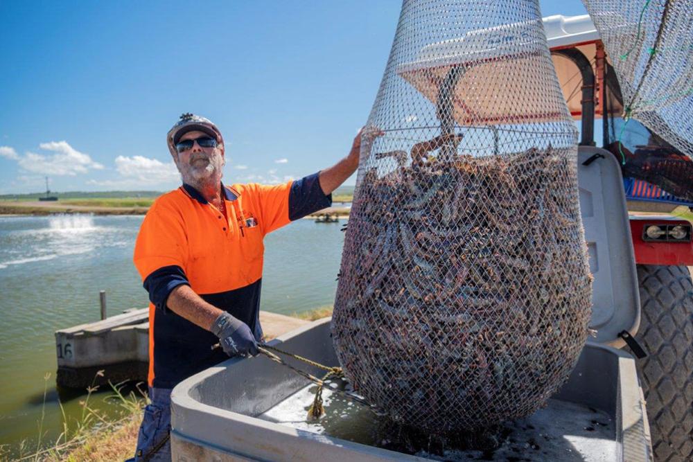 Man in high viz about to release a net of large prawns into a tub of water sitting on a tractor forklift