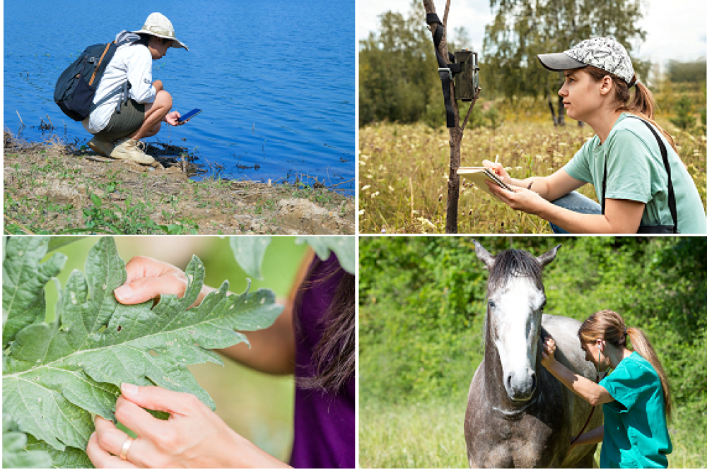 Four photos in a collage. Top left: a woman crouches over water, taking a photo with her phone. Top right: a woman looks at equipment fastened to a tree, taking notes on paper. Bottom left: a close-up of a leaf with hands holding it. Bottom right: a woman holds a stethoscope to the chest of a dappled grey horse.  