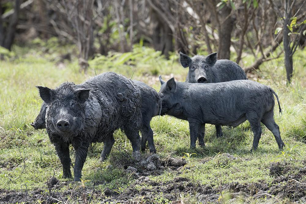 Image of a group of feral pigs standing in a wooded area