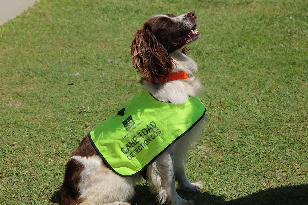 Moreton Island, Brisbane City council cane toad detection dog with a hi viz green vest sitting on grass.